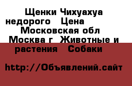 Щенки Чихуахуа недорого › Цена ­ 15 000 - Московская обл., Москва г. Животные и растения » Собаки   